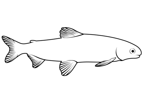 Baikal Omul (Coregonus Migratorius) Coloring Page